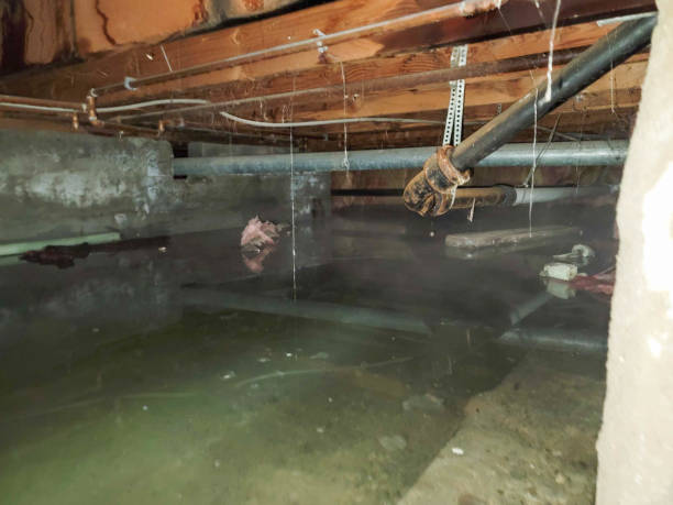 Best Flood restoration services  in Fairview Heights, IL